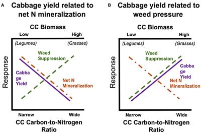 Effect of summer cover crops on cabbage yield, weed suppression, and N mineralization in a low input cropping system